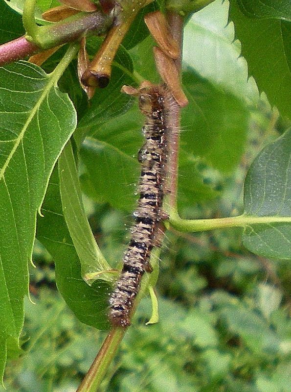 Bruco irsuto - Lasiocampa (Lasiocampa) quercus